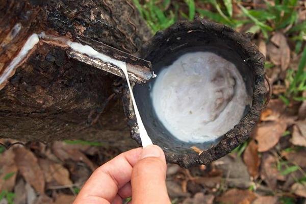 Philippines seeks to revive natural rubber industry